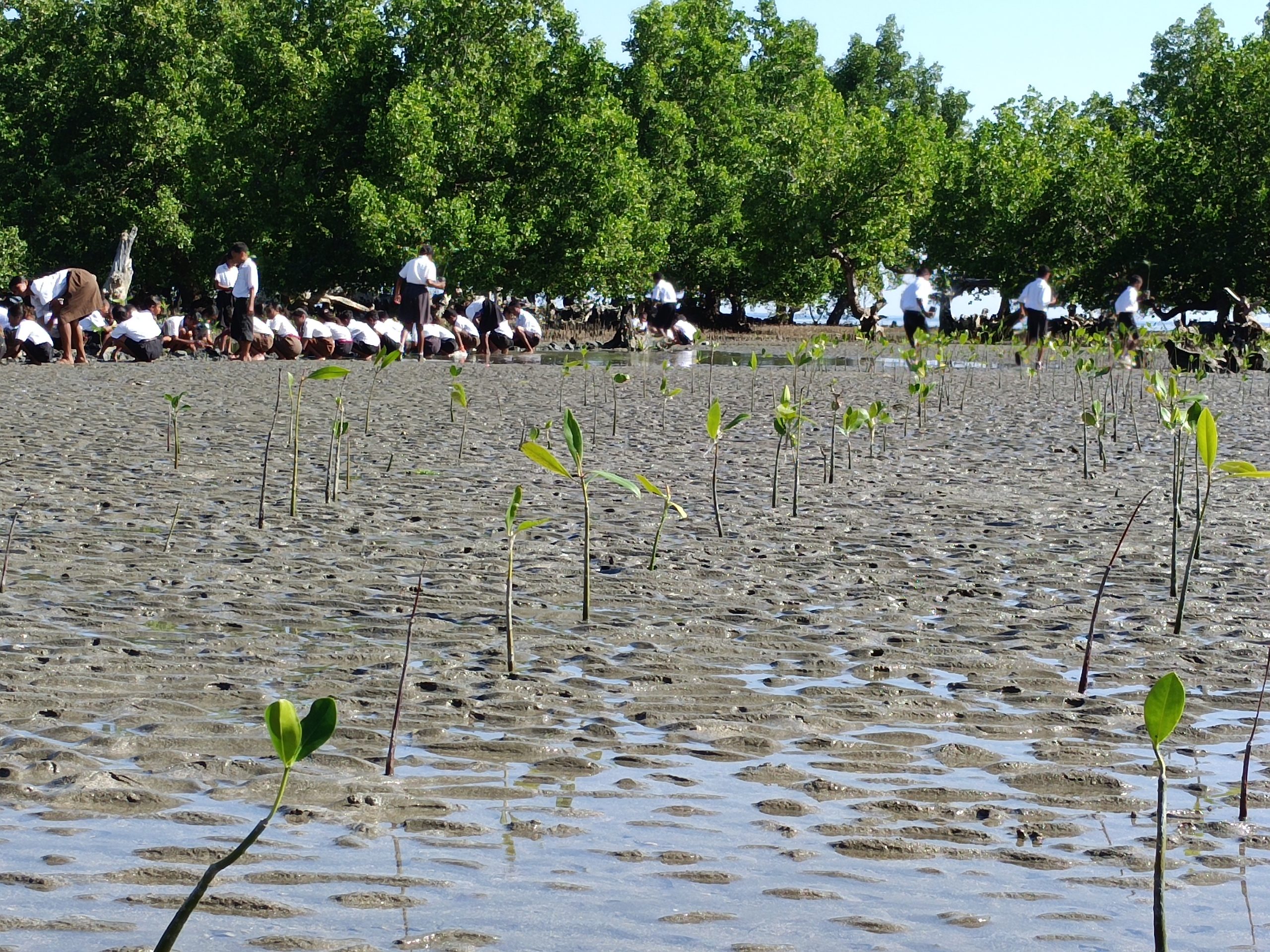 SERVISU MUNISIPÁL AGRIKULTURA
